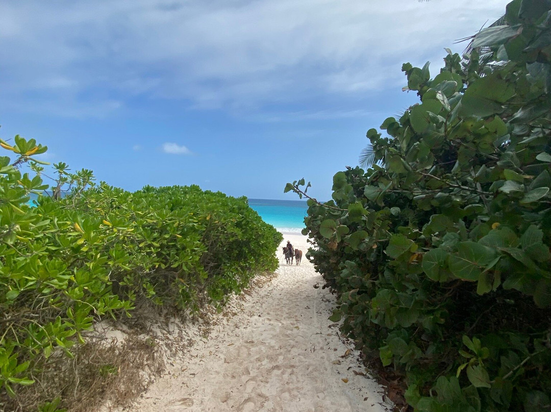 Conch & Coconut-哈勃岛必去景点