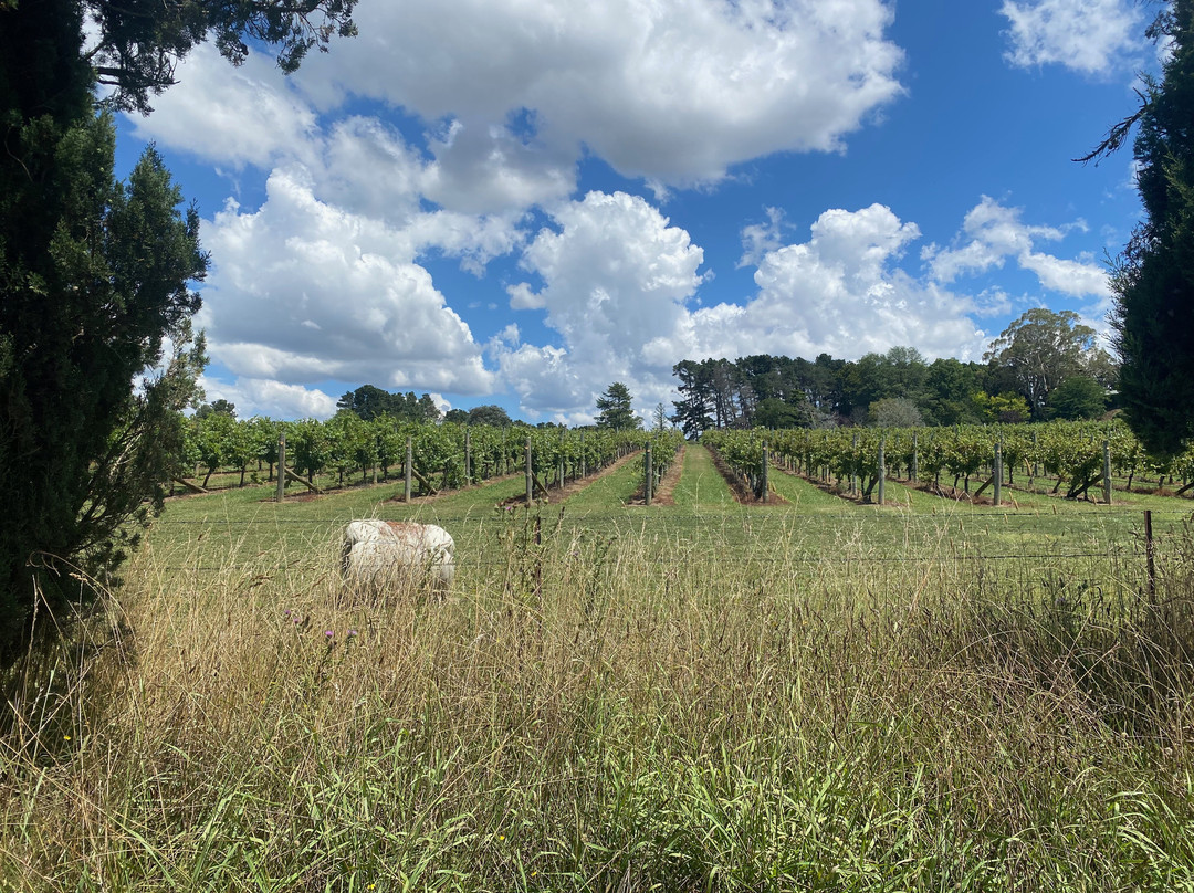Cherry Tree Hill Vineyard-Sutton Forest必去景点