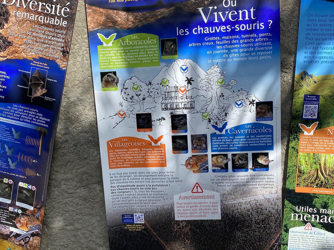 La Grotte Aux Chauve-souris-Riviere-Pilote必去景点