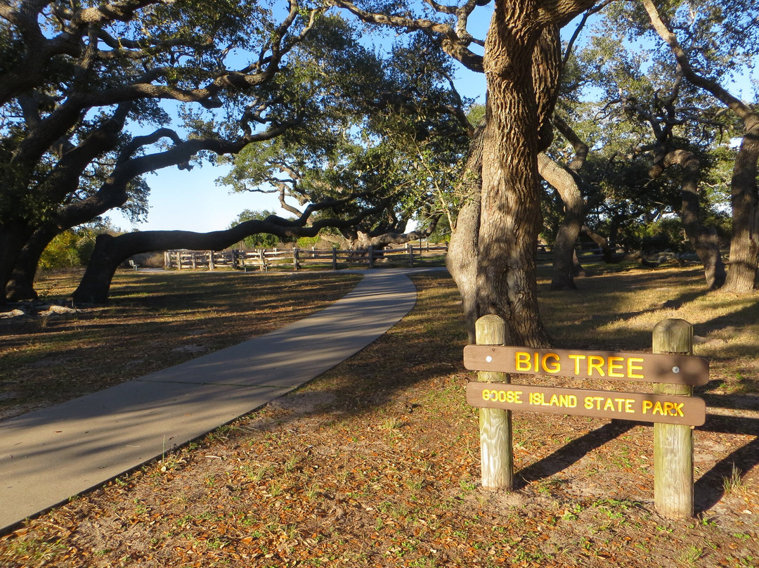 The Big Tree-罗克波特必去景点