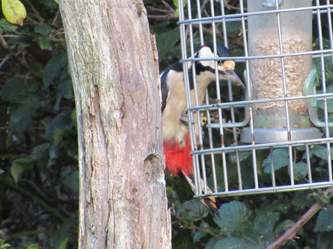 Pulborough Brooks RSPB景点图片