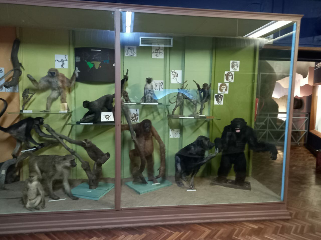 The National Museum-布隆方丹必去景点