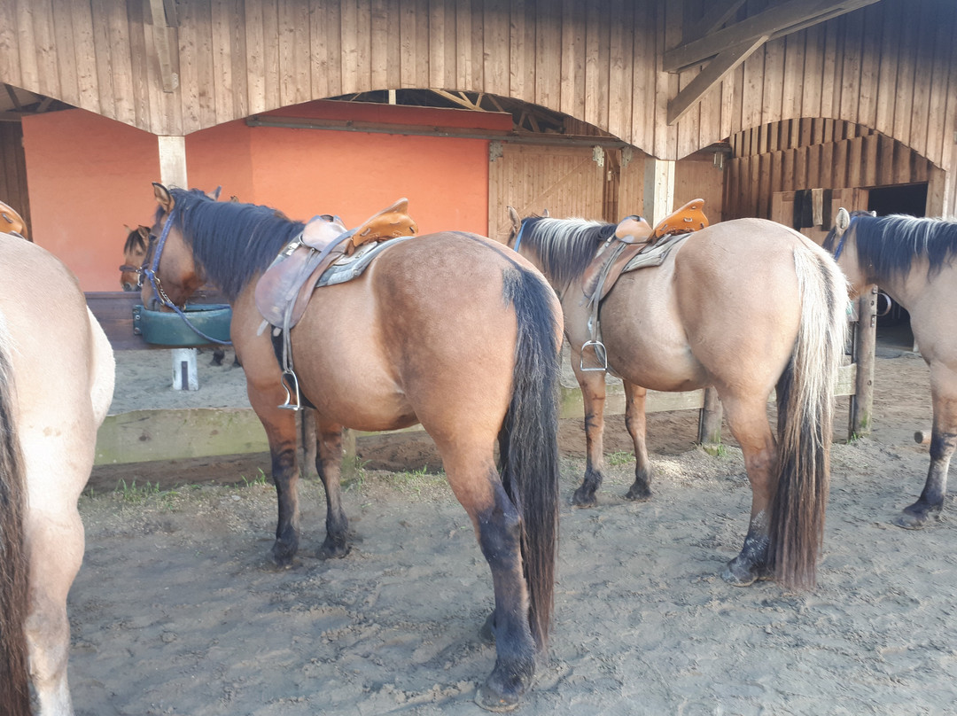 Espaces Equestres Henson景点图片