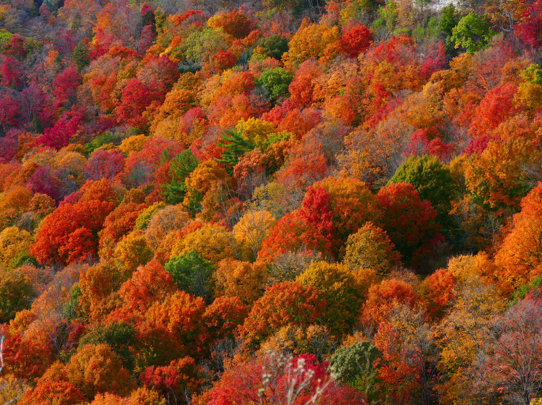 Tews Falls-邓达斯必去景点