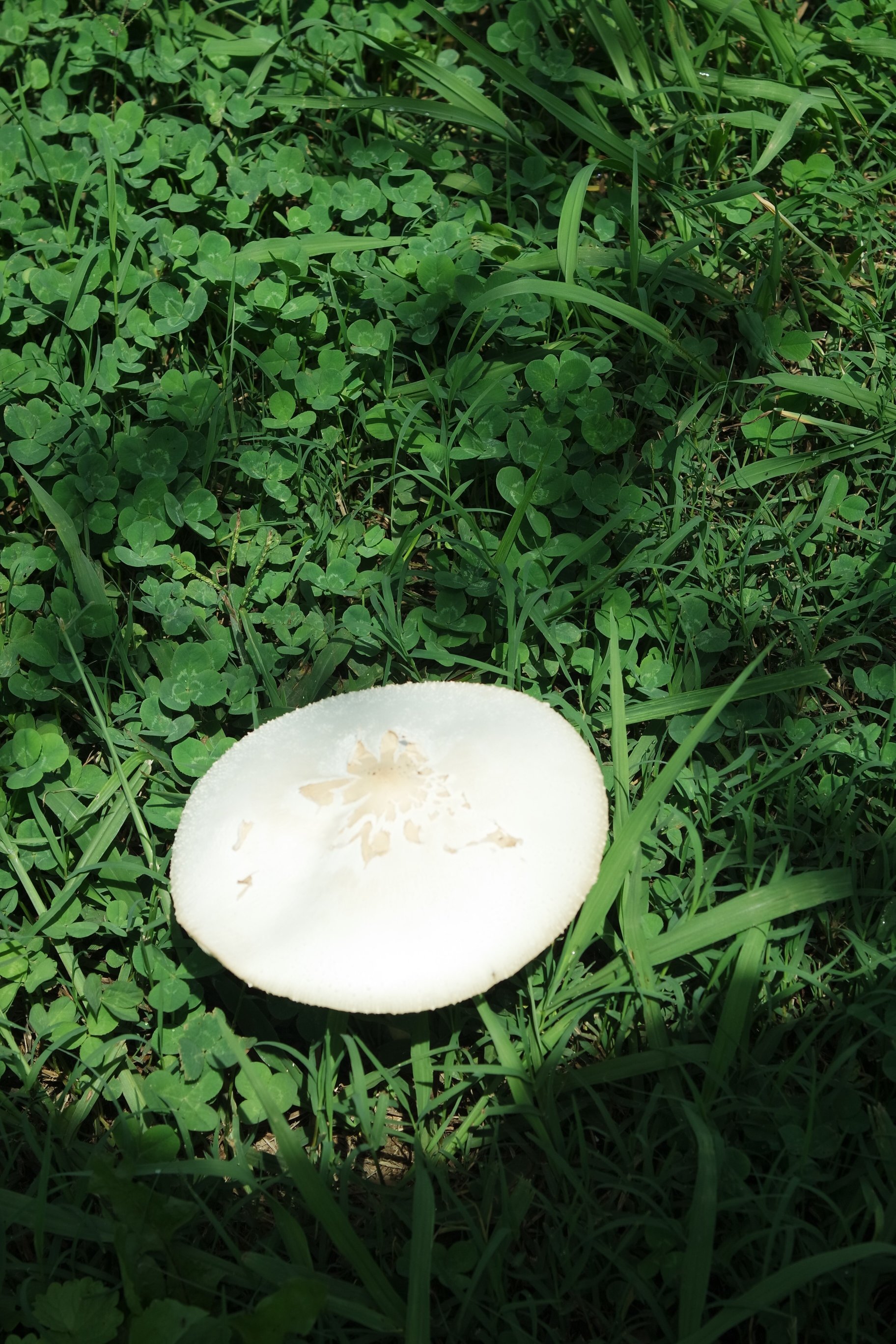 La Quinta Inn & Suites by Wyndham Chattanooga - Lookout Mtn-浴室