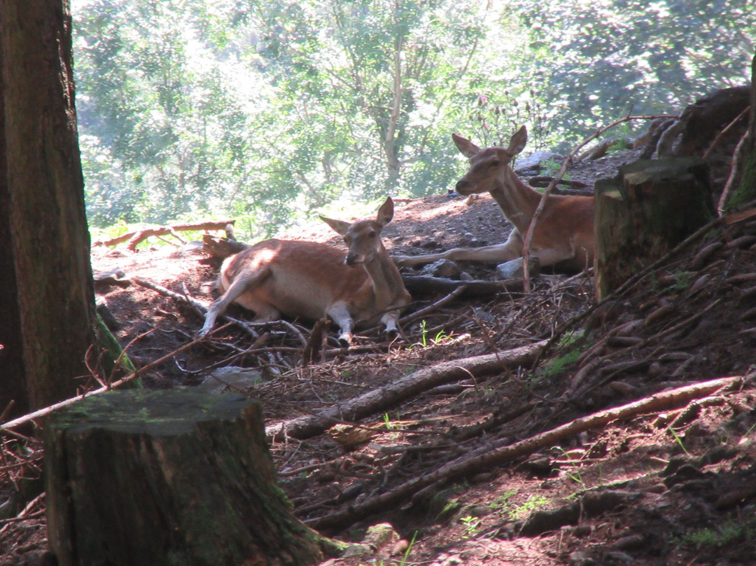 Wildpark Assling景点图片