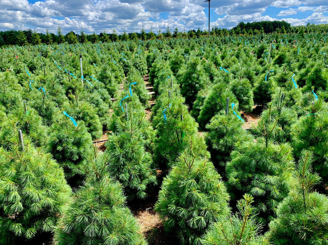 Dutchman Tree Farm景点图片