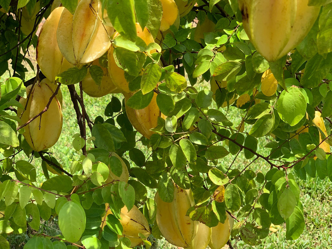 Mixon Fruit Farms景点图片