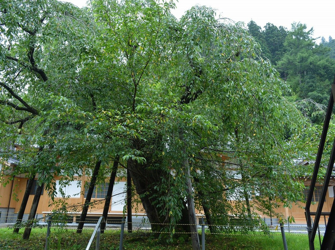 Zuiryuji Temple-丰田市必去景点
