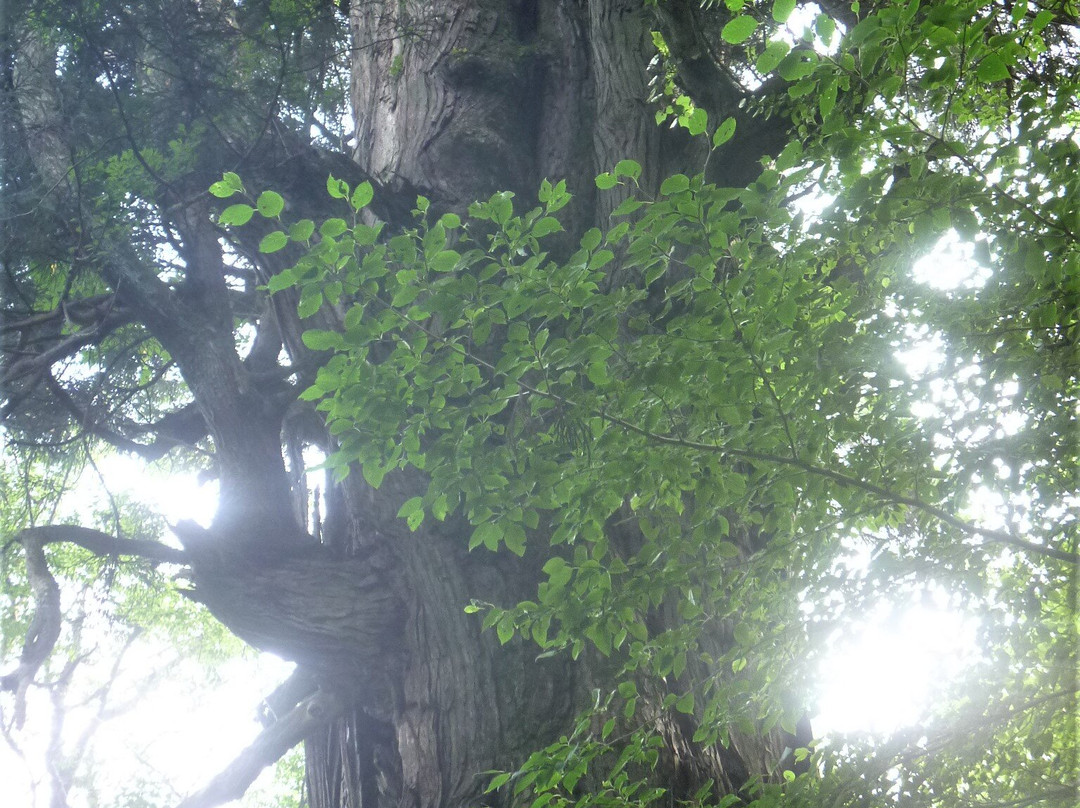 Inari Giant Pine Tree景点图片