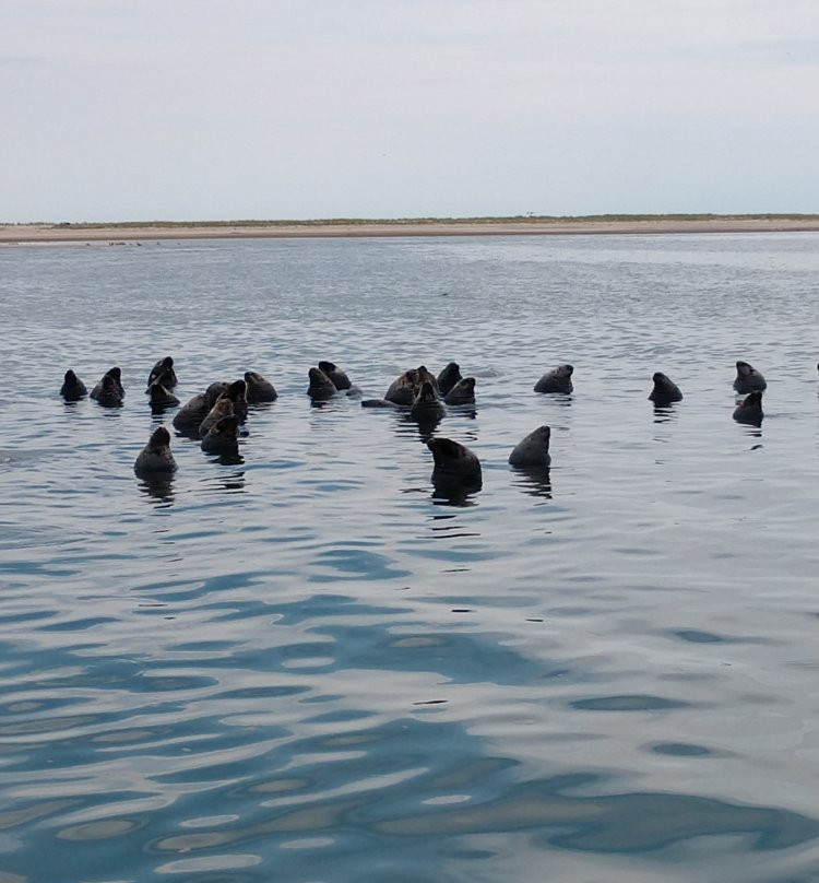 Monomoy Island Excursions景点图片
