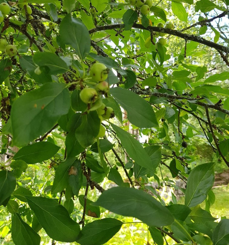 Hortsanan Arboretum-Orivesi必去景点