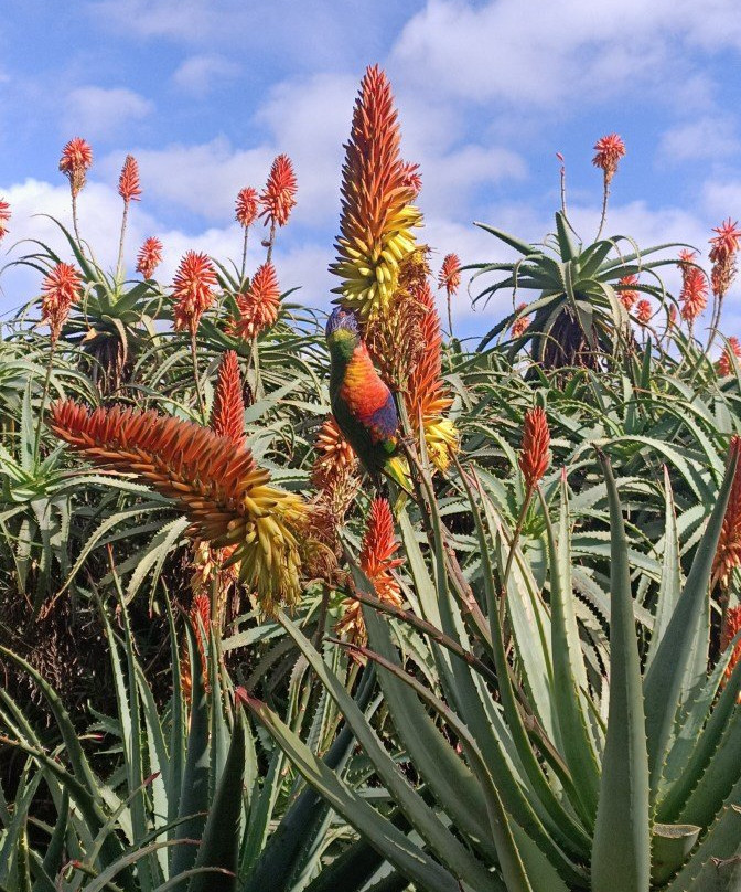 Wollongong Botanic Garden景点图片