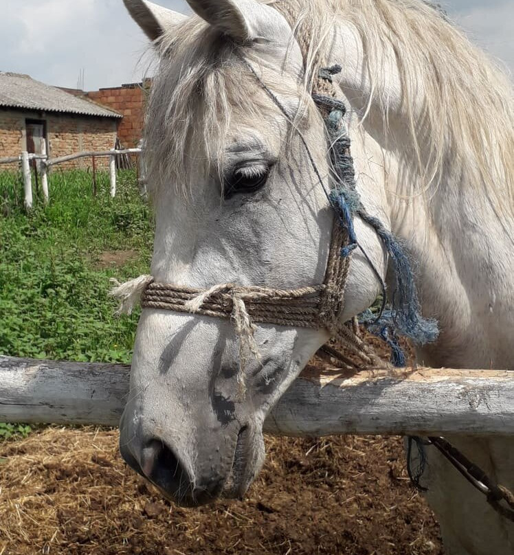 Deliblatska Carda主图