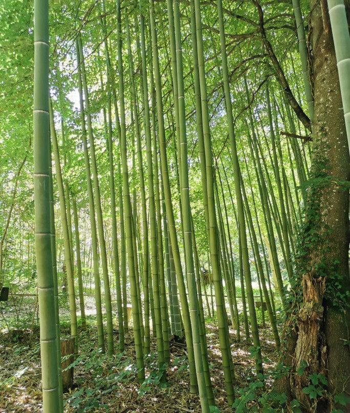 Arboretum Al Gaulhia-Espartignac必去景点