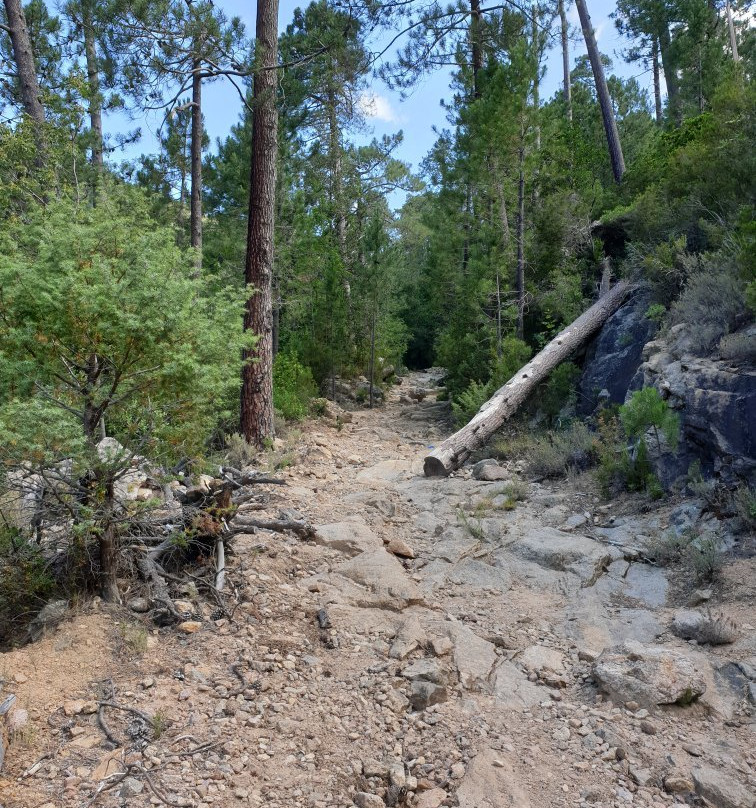 La Forêt De Bonifato景点图片