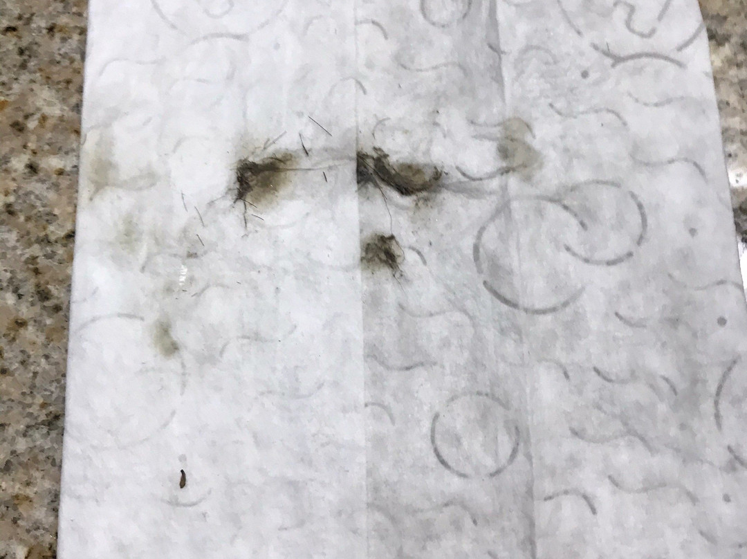 Super 8 by Wyndham Rainsville主图