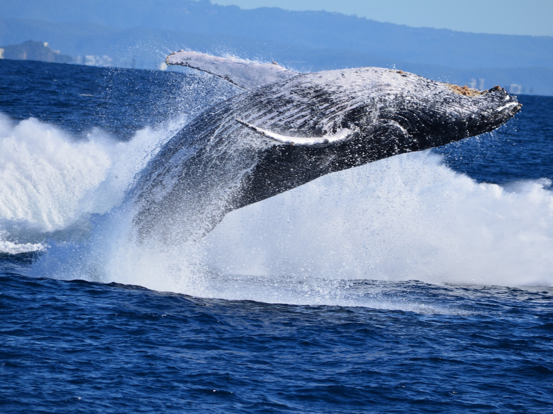 Coolangatta Whale Watch-堤维德岬必去景点
