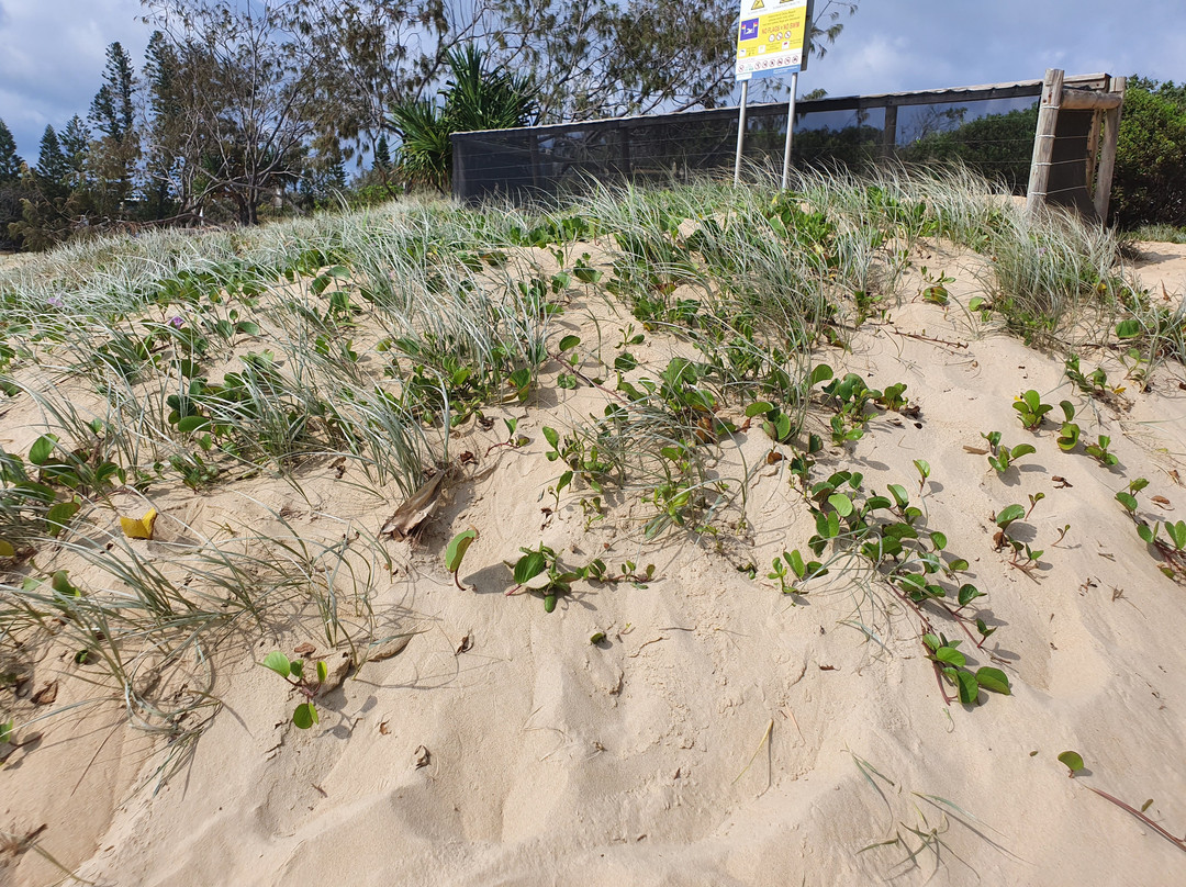 Dicky Beach景点图片