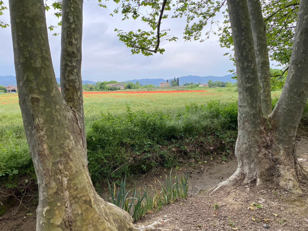 Mas Carreras 1846主图