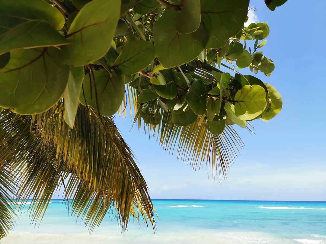 Saona Beach House主图