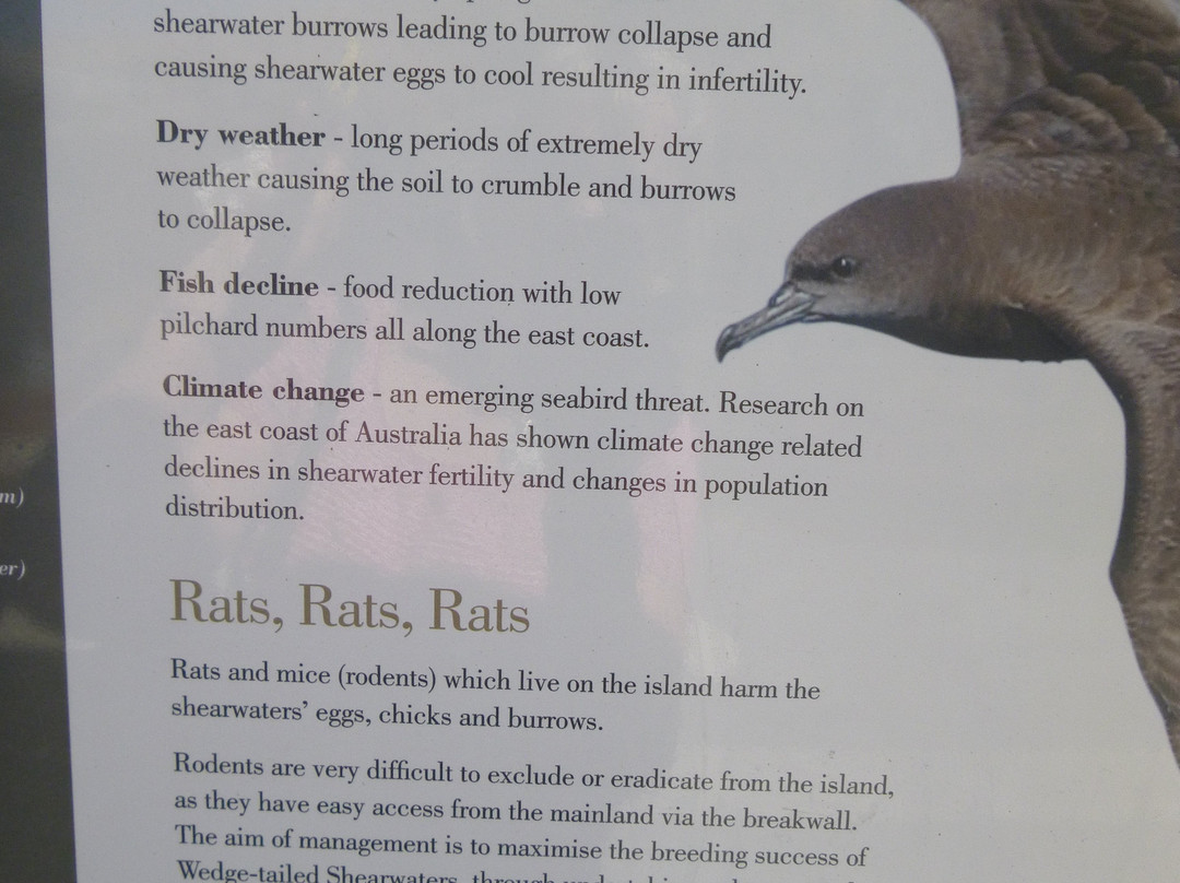 Coffs Harbour Muttonbird Island景点图片