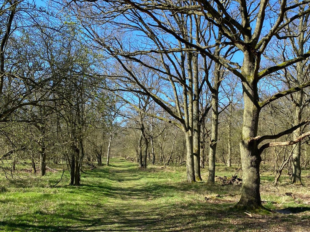 Duinreservaat Meijendel-Kievietsduin-Wassenaar必去景点