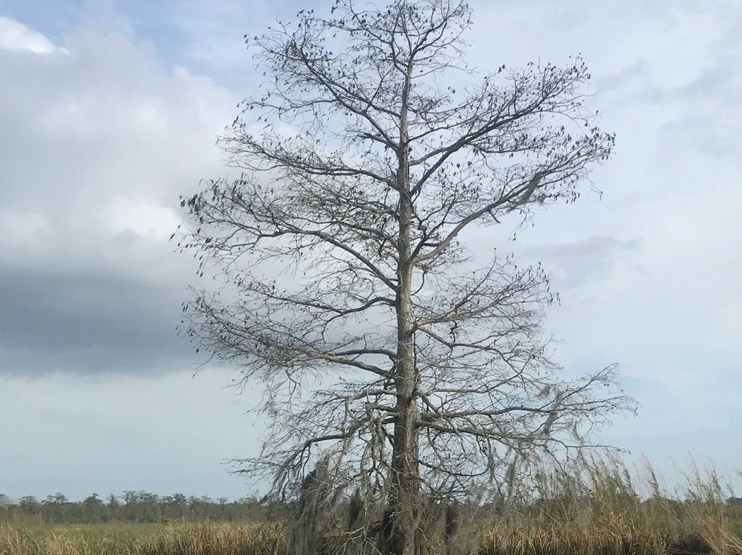 Ultimate Swamp Adventure景点图片