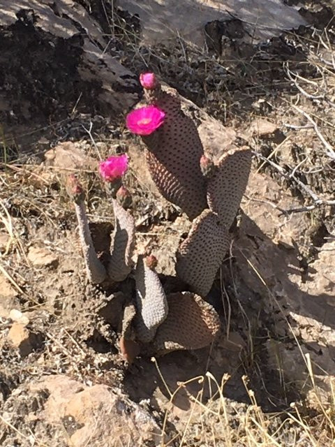 South Lykken Trail-棕榈泉市必去景点