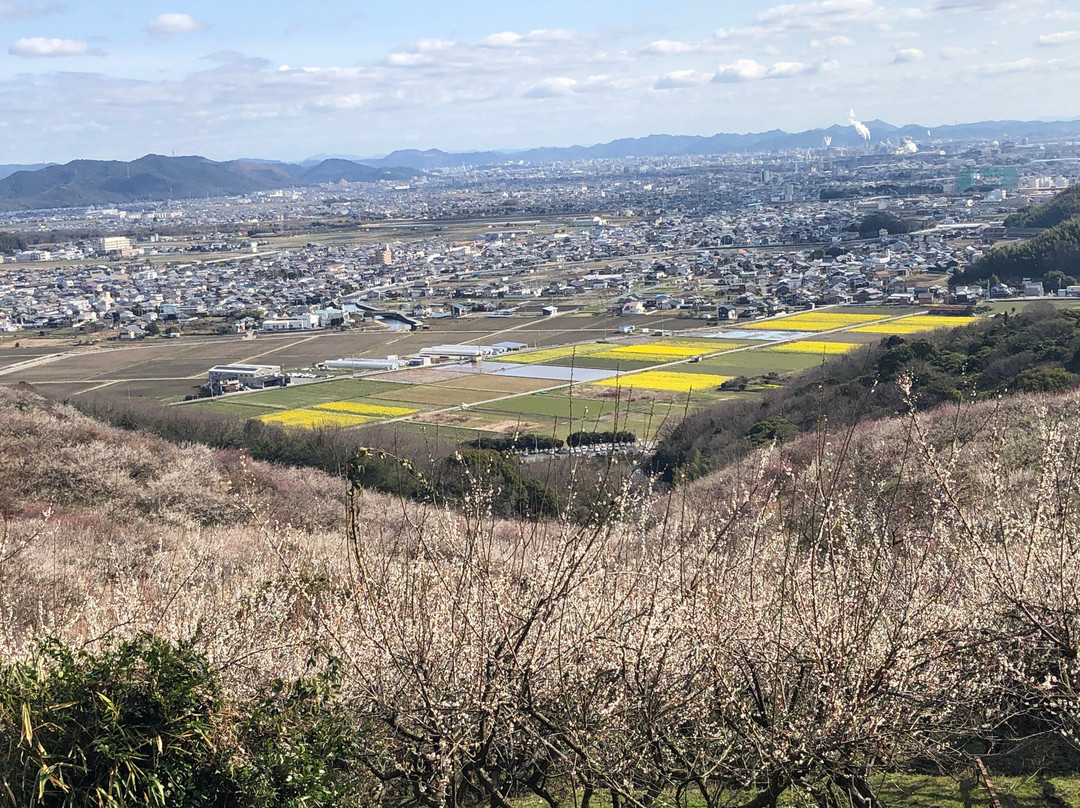 Ayabeyama Bairin景点图片