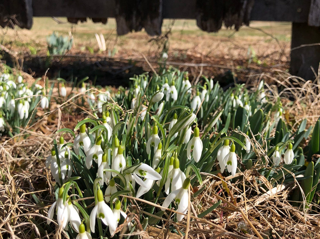 Belle Meade Bed and Breakfast主图