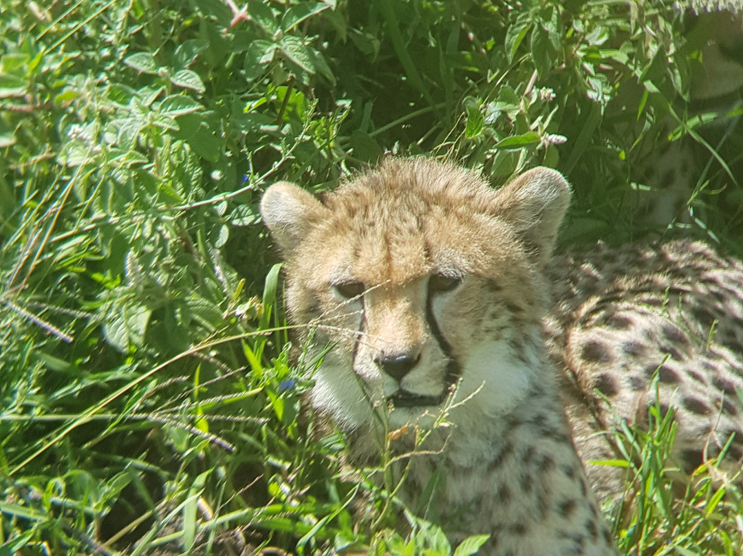 Real Masai Safari-内罗毕必去景点