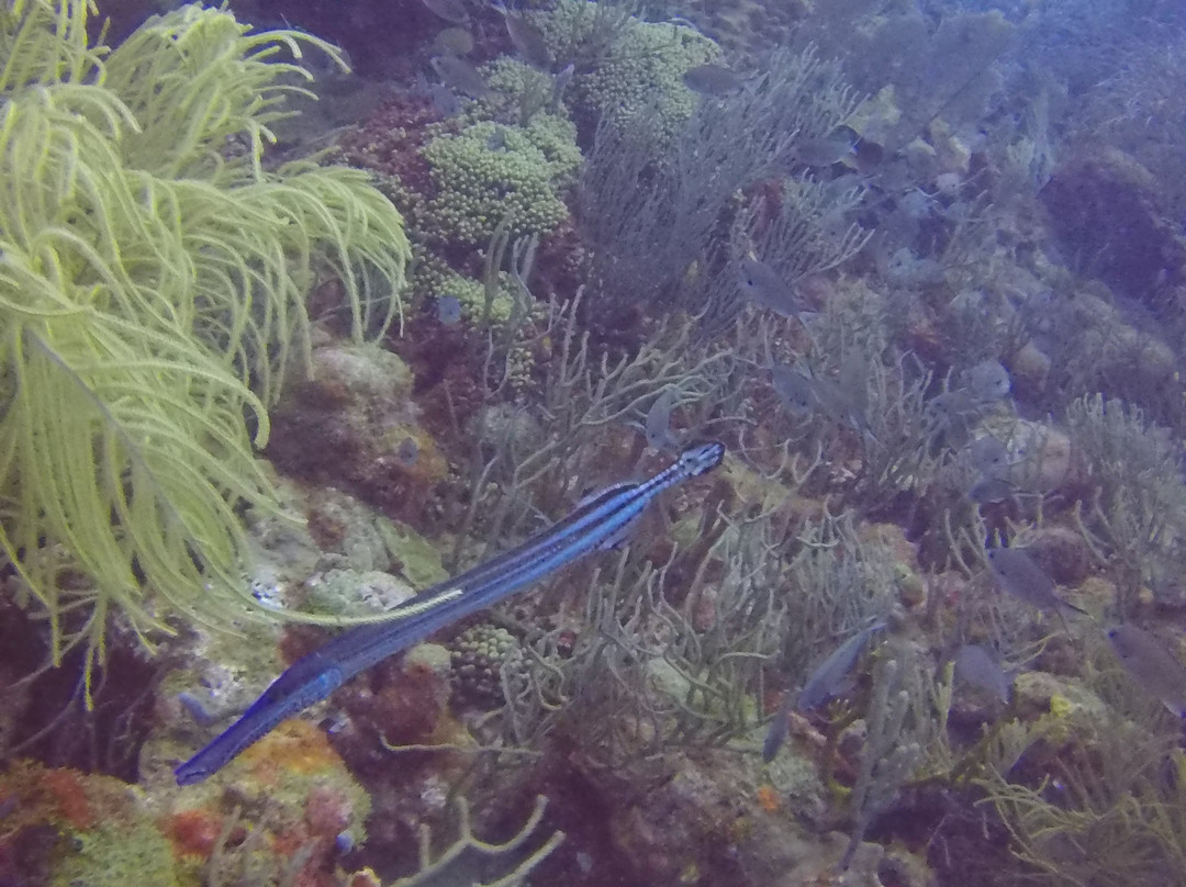 Lumbadive Padi 5 Stars-Carriacou Island必去景点