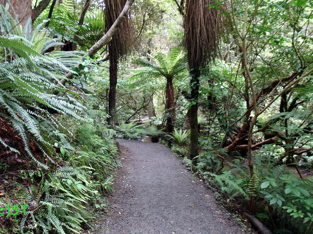 Purakaunui Falls Walk景点图片