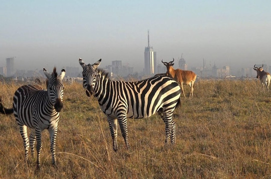 Sunnycreek Safaris-内罗毕必去景点