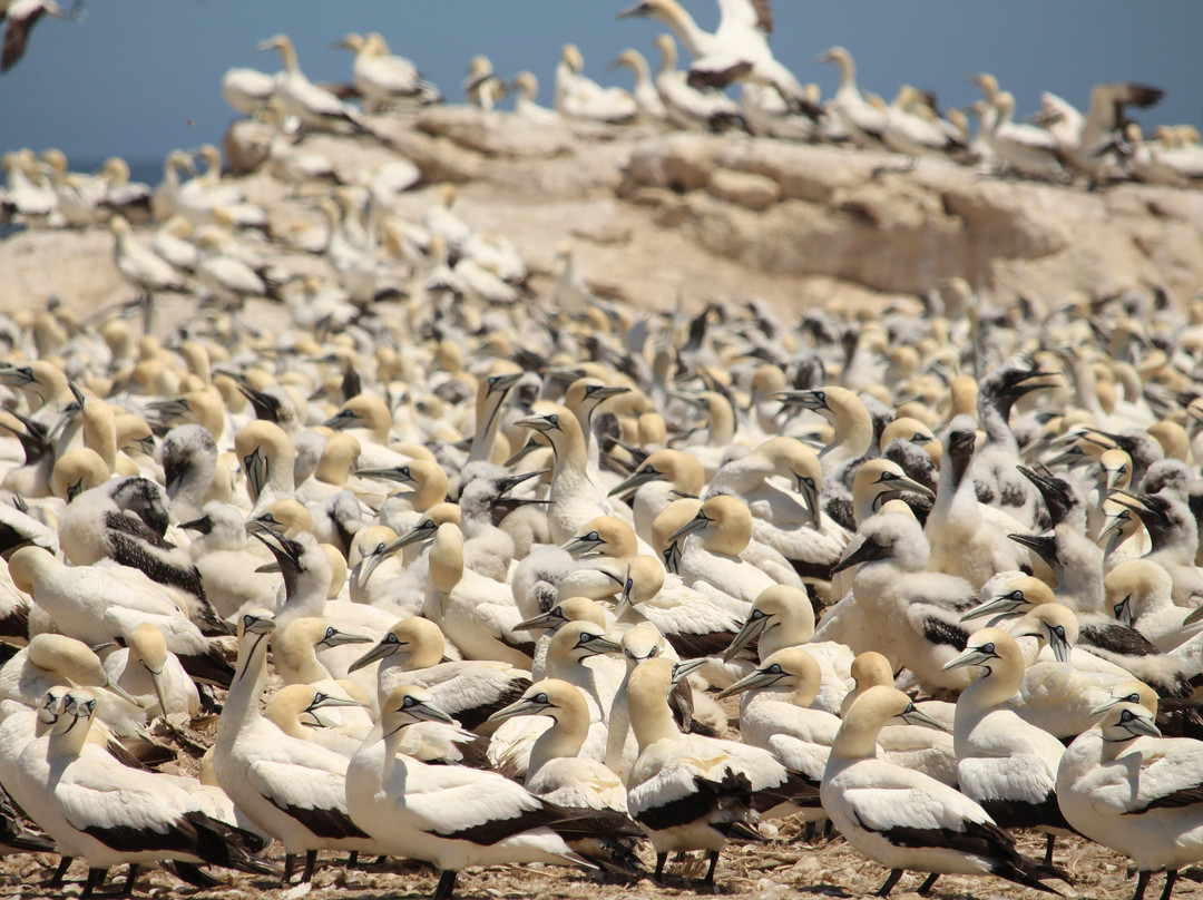 Bird Island Nature Reserve景点图片