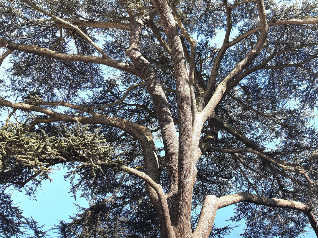 Le Cèdre du Liban-Livry-Gargan必去景点