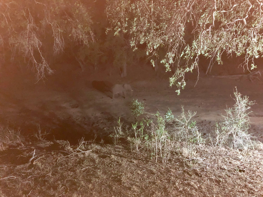 Hamiltons Tented Camp主图