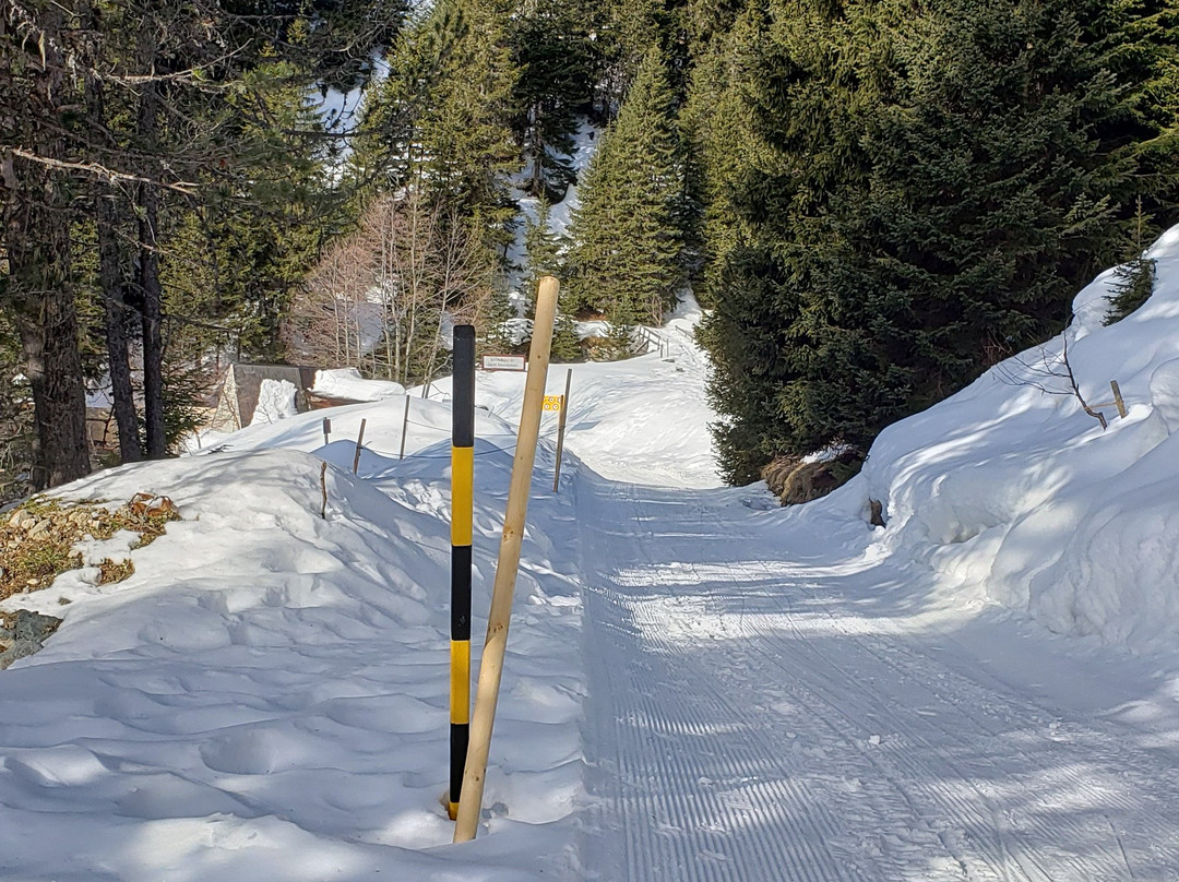 Summer Toboggan Run Schatzalp-达沃斯必去景点