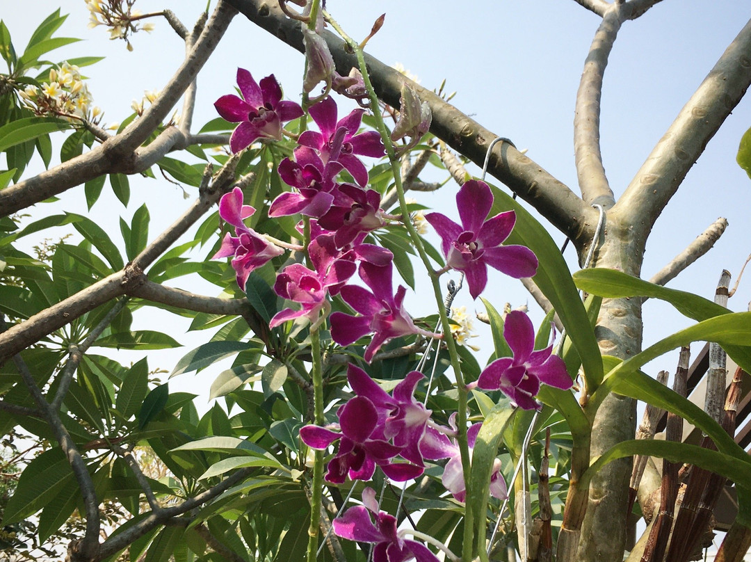 Lily Skincare & Spa-万象必去景点