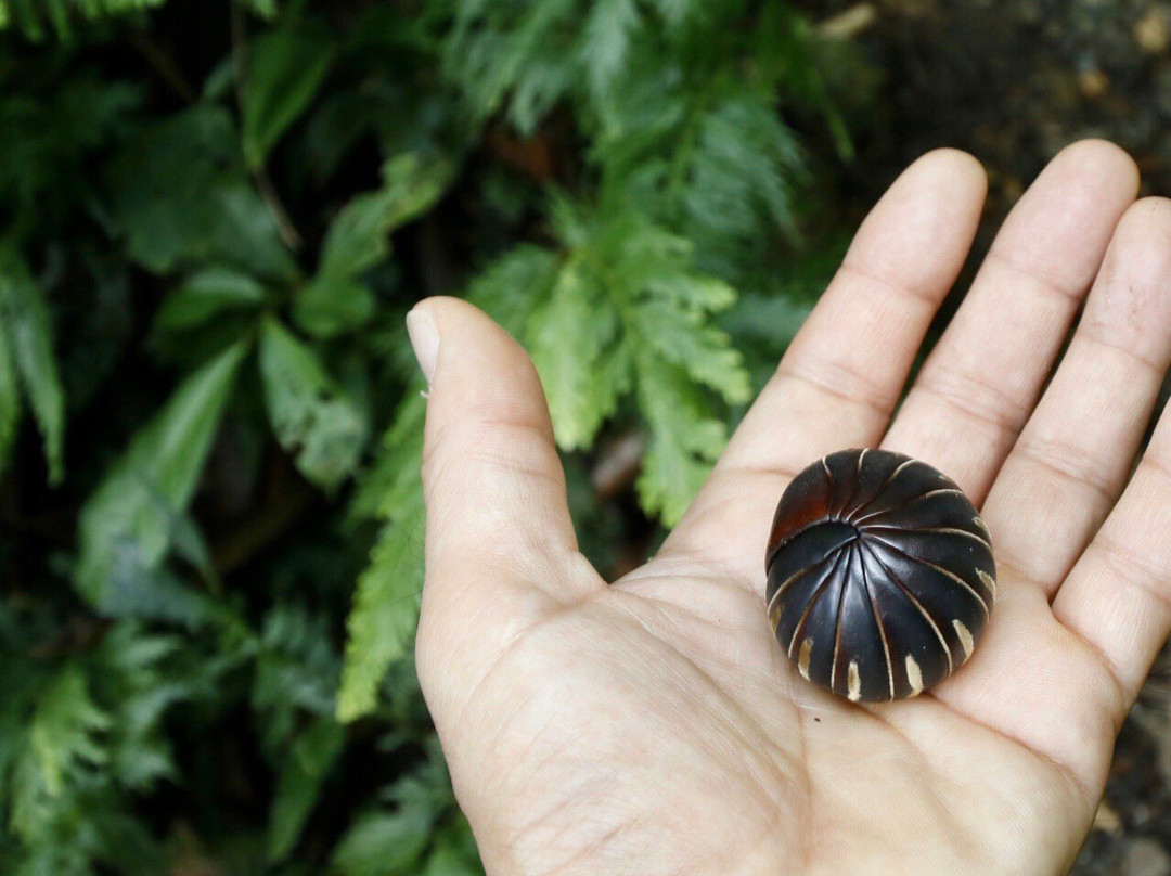 Langanan Waterfall-Poring必去景点