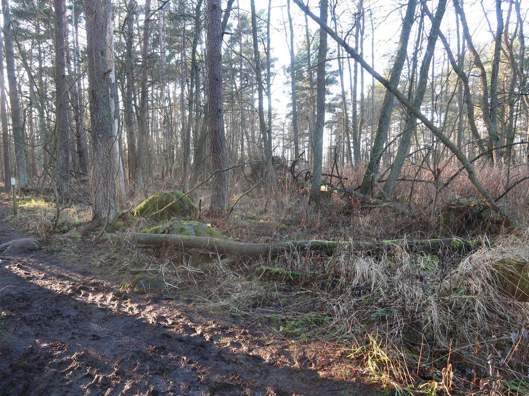 Tulliniemi Nature Path-Hanko必去景点