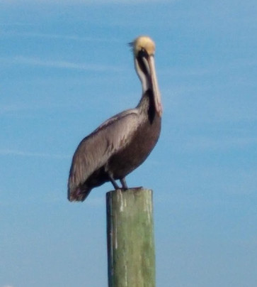 Clearwater Suncoast Charters-帕姆港必去景点