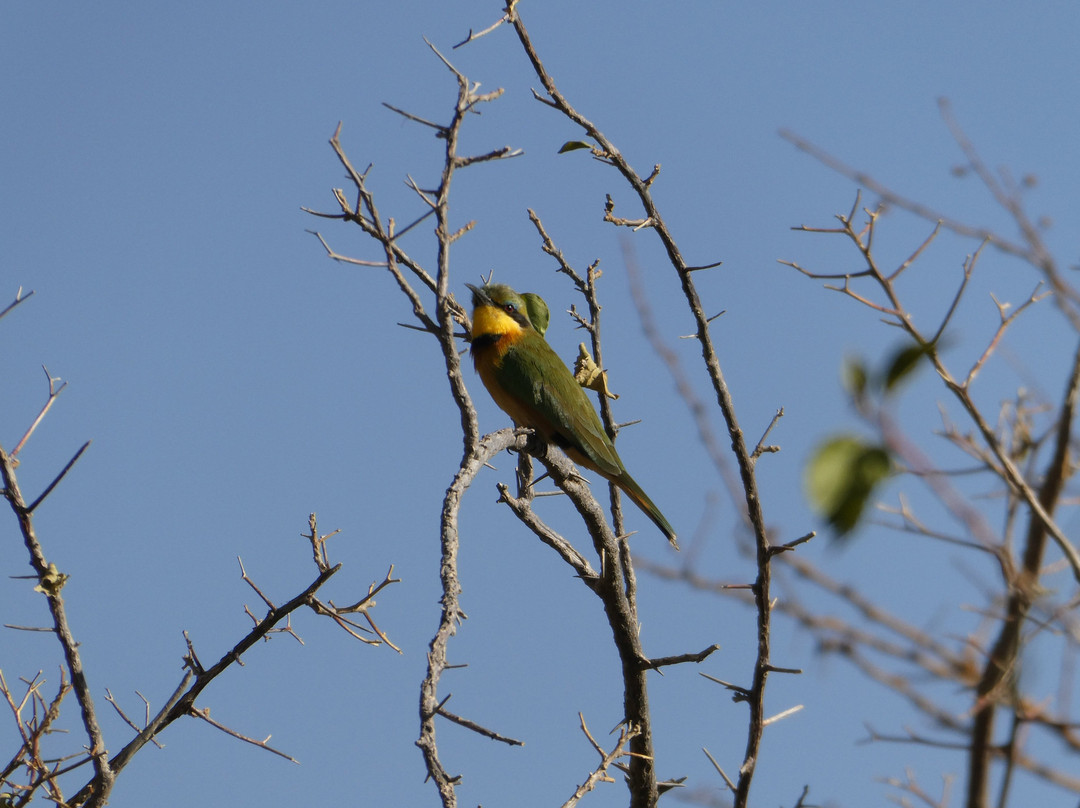 Ethiopian Endemic Birdwatching Tours-拉利贝拉必去景点
