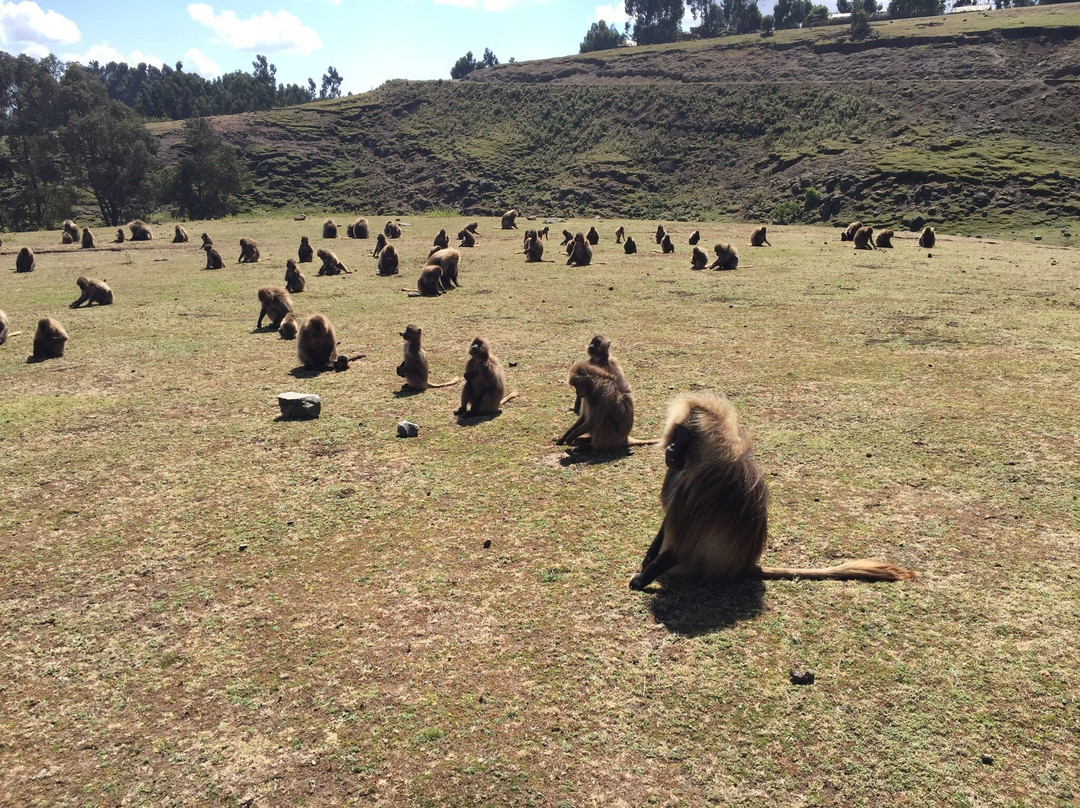 Simien Mountain Trekking and Tours景点图片