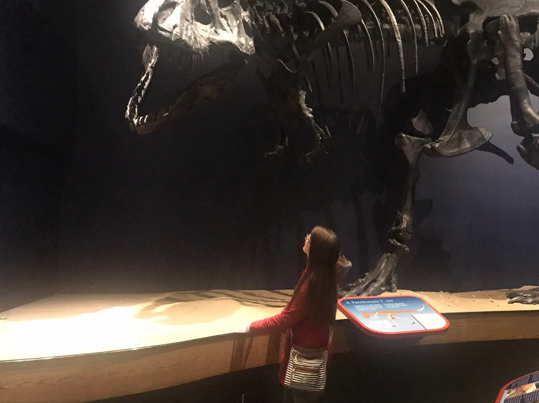 Burpee Museum of Natural History-罗克福德必去景点