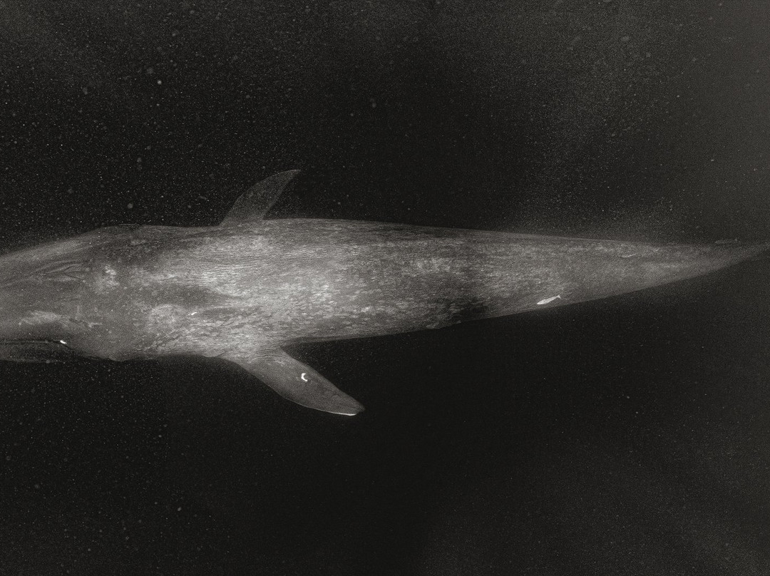 Mirissa Bay Diving-美蕊沙必去景点