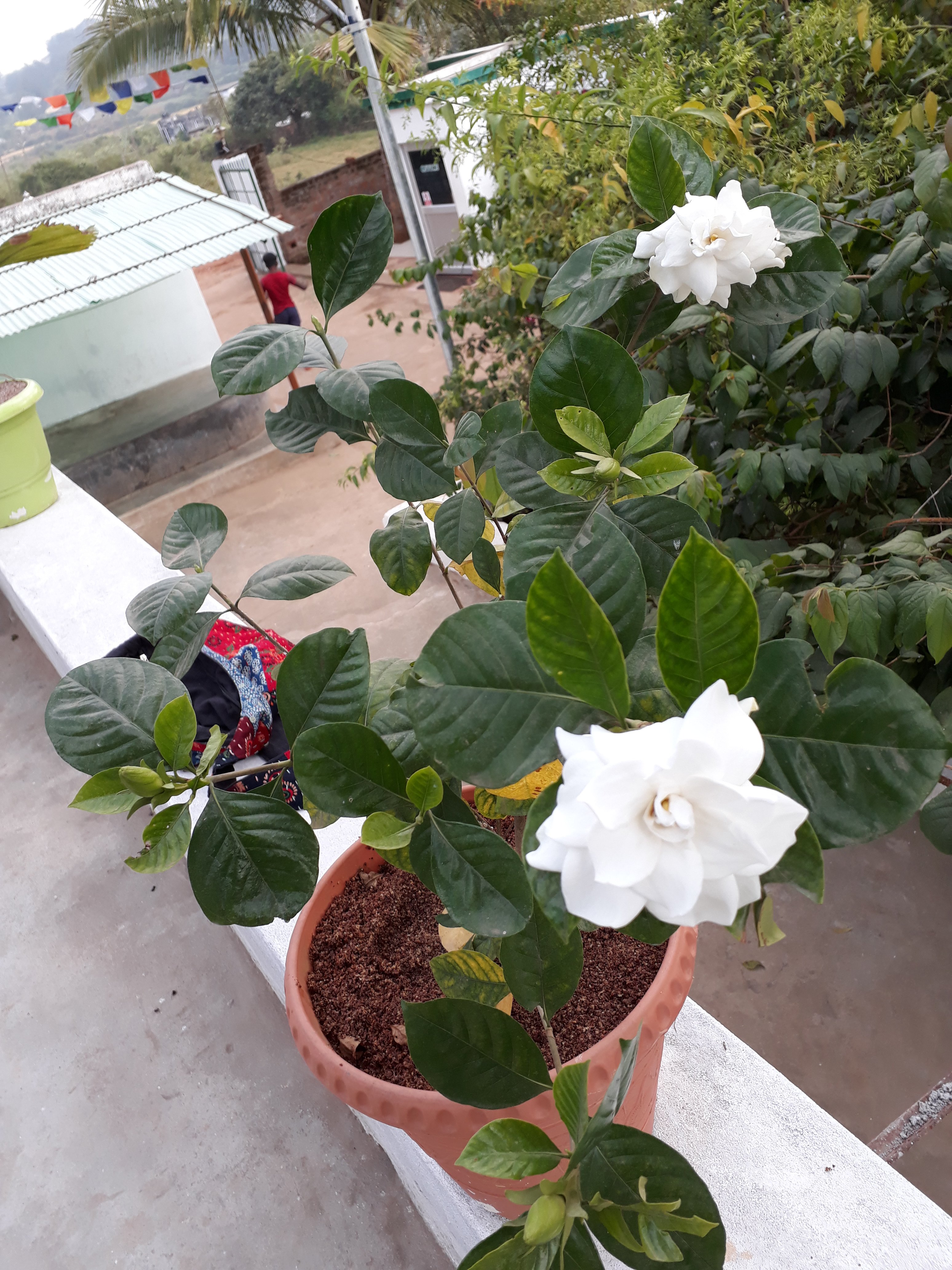 Deers Eco Home-portrait