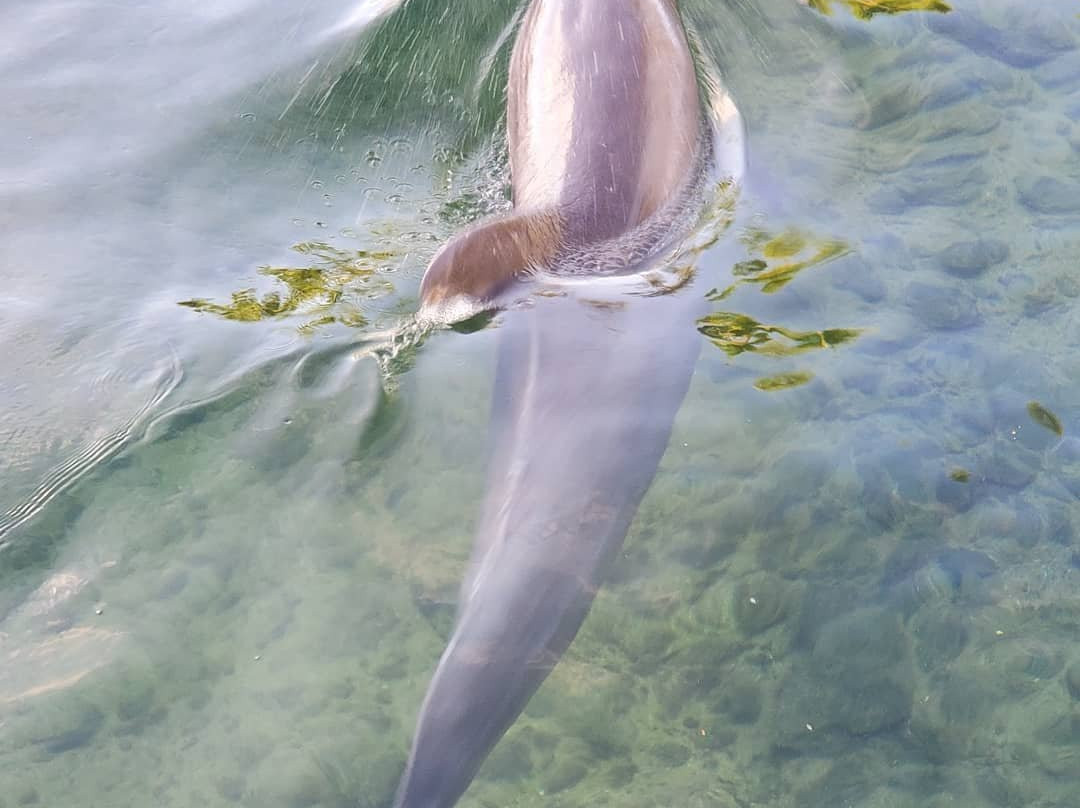 寻访海豚之旅景点图片