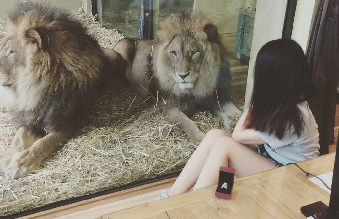 贾马拉野生动物山林小屋主图